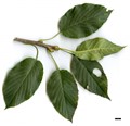 SpeciesSub: var. subulata